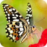 butterfly wallpapers 4k android application logo